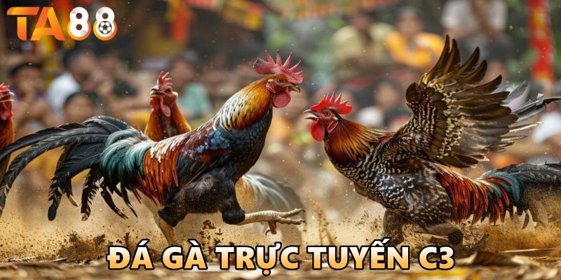 Đá gà trực tiếp C3