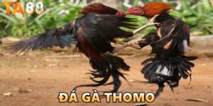 đá gà thomo