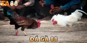 đá gà 88